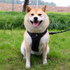 Adjustable Nylon Dog Harness with 59.1-Inch Leash