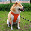 Adjustable Nylon Dog Harness with 59.1-Inch Leash