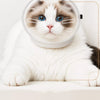 Cat Protective Cone Collar for Grooming