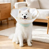 Plastic Dog Recovery Cone