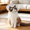 Plastic Dog Recovery Cone