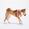 Nylon Dog Harness and Leash Combo