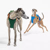 Nylon Dog Harness and Leash Combo