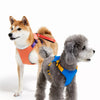 Nylon Dog Harness and Leash Combo