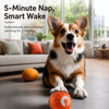 Squeaky Bouncing Ball Dog Toy