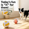 Squeaky Sports Ball Dog Toys