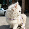H-Style Cat Harness and Leash for Kittens